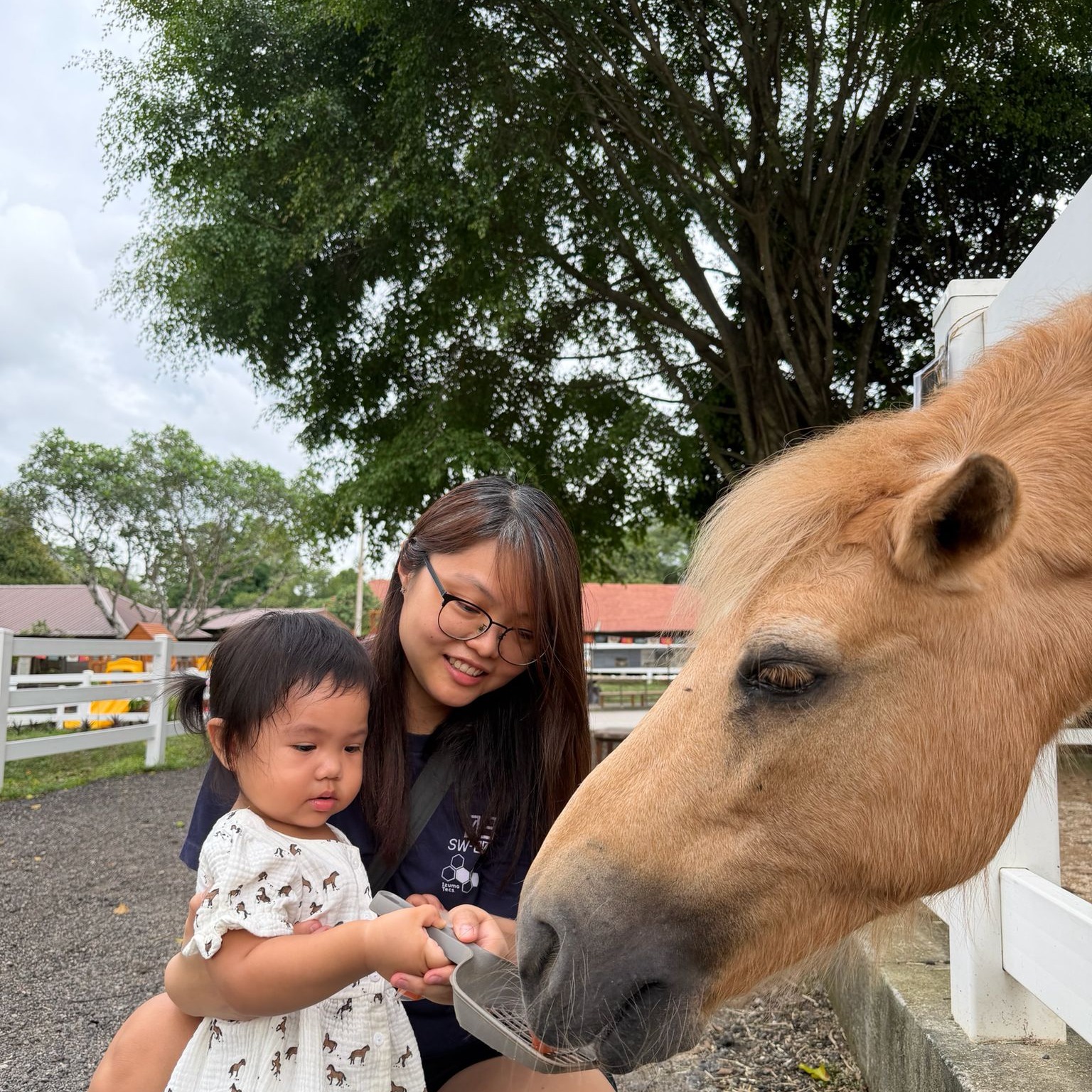 Gallop.sg — Pony Rides & Horse Stable at Admiralty
