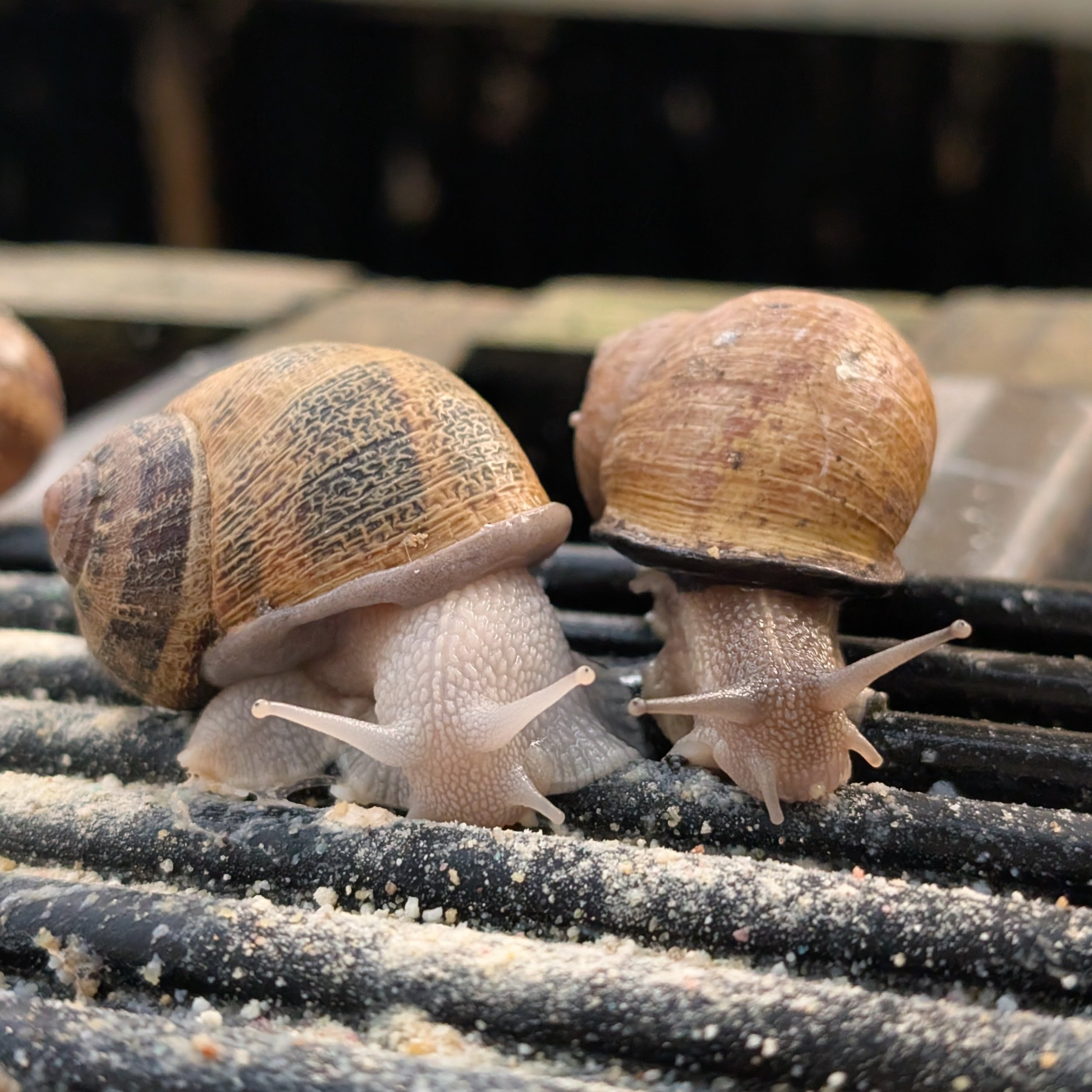 WholeSnail Farm Tour